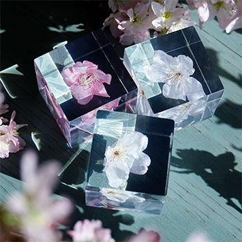 Sola cube ソラキューブ／植物立体標本 桜 サクラ