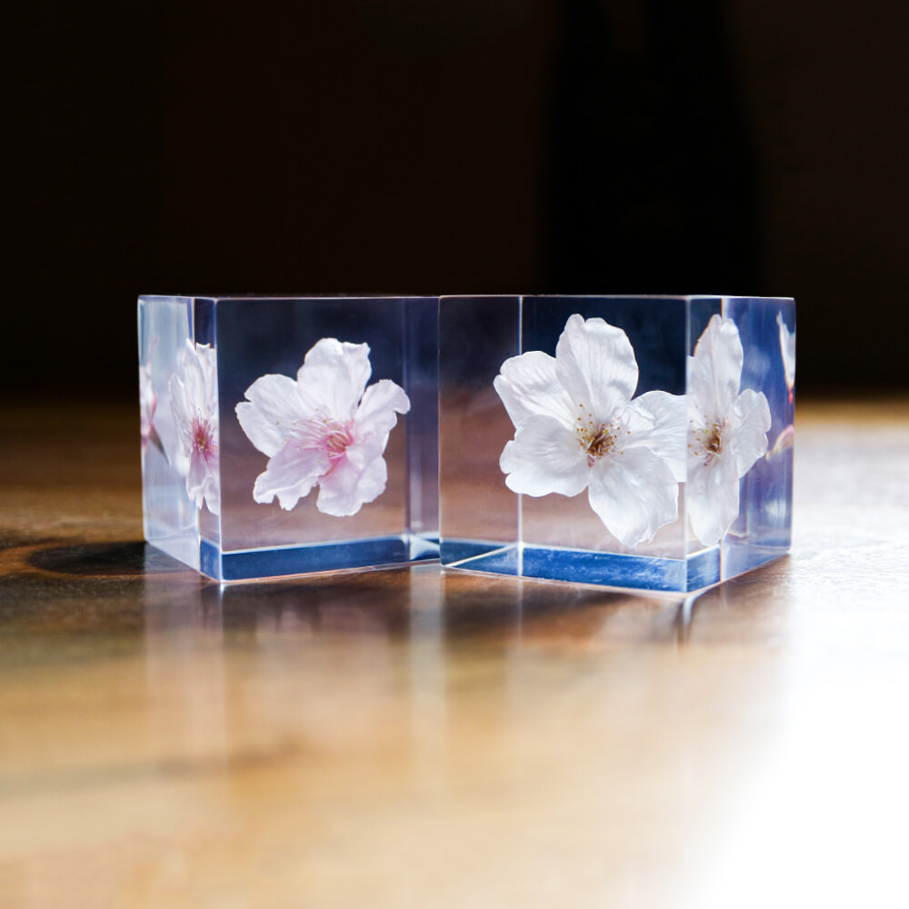 Sola cube ソラキューブ／植物立体標本 桜 サクラ